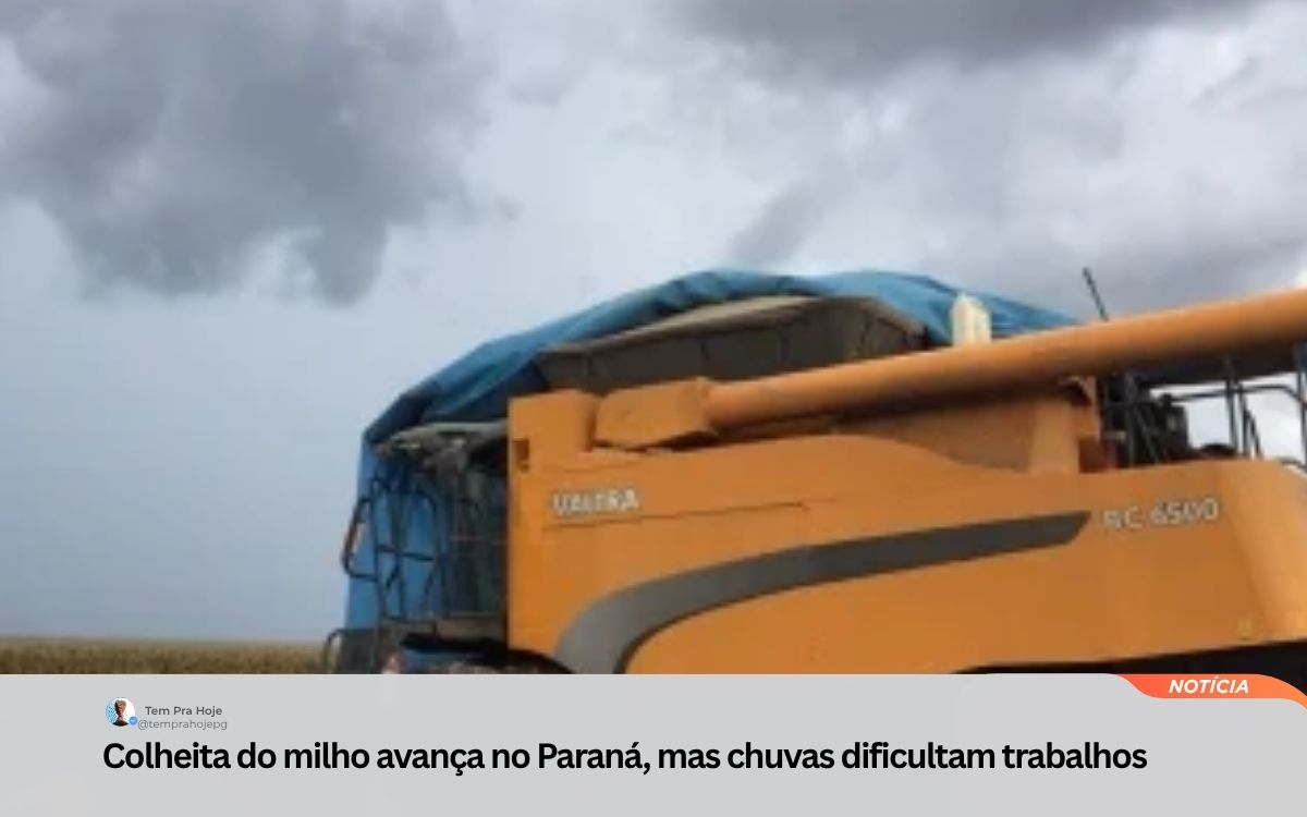 Colheita do milho avança no Paraná, mas chuvas dificultam trabalhos