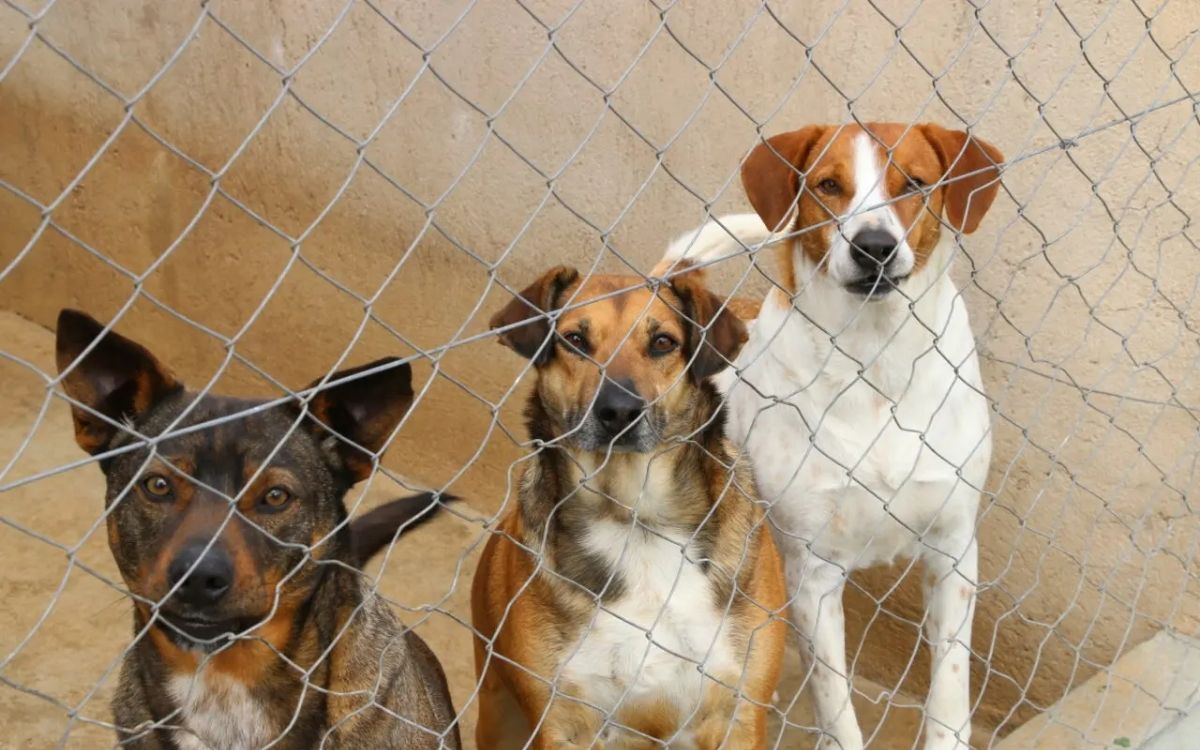 Castro inicia microchipagem para criar banco de dados de animais