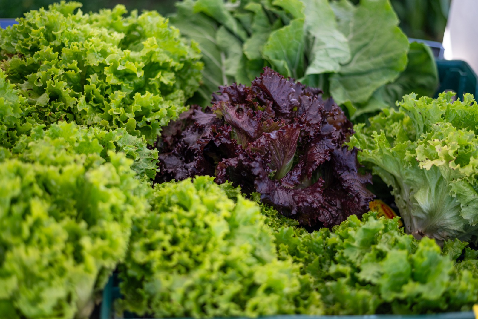 Prefeitura abre cadastro para entidades que atuam na segurança alimentar em Ponta Grossa