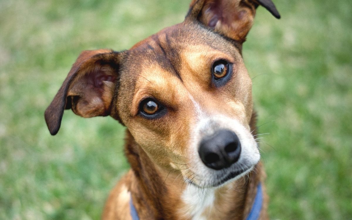Parque Ambiental recebe evento de adoção de animais e desfile pet com fantasias em Ponta Grossa
